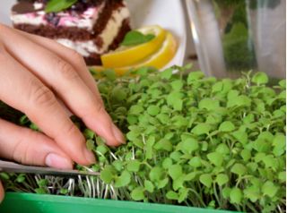 Microgreens - Zöld energia - az otthoni egészség és a létfontosságú erők forrása - 27 db-os készlet egy növekvő tartályral -  - magok