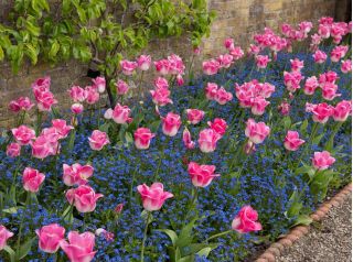 Tulip "Innuendo" og blue alpine forget-me-not - løg og frø sæt