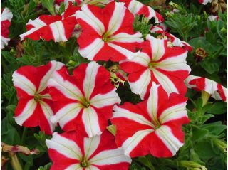 Zweifarbige Petunie – rot