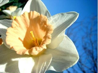 Narcissläktet - Salome - paket med 5 stycken - Narcissus