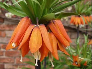 Set 2 – Orange crown imperial – 12 pcs; imperial fritillary, Kaiser's crown