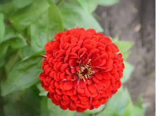 Dwarf garden zinnia "Dwarf" - red - 90 seeds