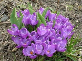 Crocus Remembrance - groot pakket! - 200 stuks - 
