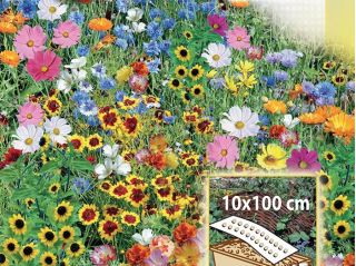 Rainbow Border - campuran bunga tahunan untuk kotak dan hiasan, keset 10 x 100 cm - 