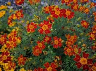 Semănătoare galbenă "Talizman" - mahon - Tagetes tenuifolia - semințe