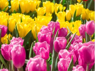 Set tulipano rosa e fiori gialli - 50 pezzi - 