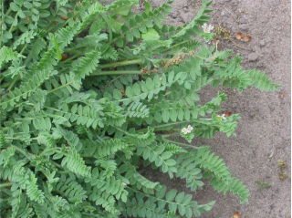 Serradella 'Emena' - 5 kg - 