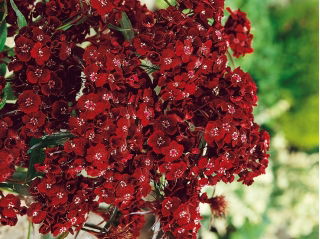 Bartnelke - Dunetti - Dianthus barbatus - Romantischer Charme, üppige Blütenfülle - Samen