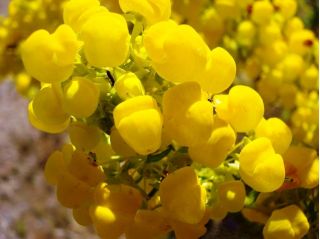 Zapatilla Semillas Flor - Calceolaria Mexicana