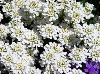 Evergreen Candytuft，多年生Candytuft种子 -  Iberis sempervirens  -  125粒种子 - 種子