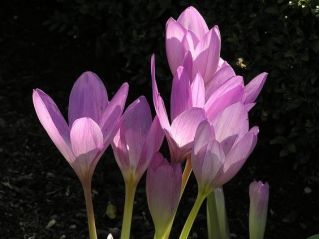 Colchicum Liliac Wonder - Luncă de toamnă Șofran Liliac Wonder - bulb / tuber / rădăcină - Colchicum