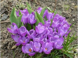  Krokus Remembrance - pakket van 10 stuks - Crocus Remembrance