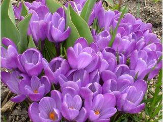  Krokus Remembrance - pakket van 10 stuks - Crocus Remembrance