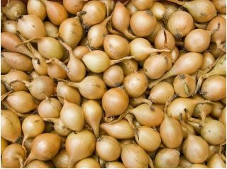 Cebollas tiernas Stuttgarter - 0,5 kg