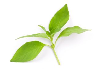 Bazsalikom Citromillatú - Ocimum basilicum citriodora - Élénk citrusos íz, amely feldob minden ételt! - Friss vetőmagok