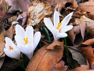 Colchicum - Album