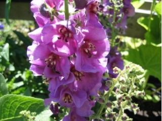 Fleråriga Mullein blandade frön - Verbascum sp. - 700 frön