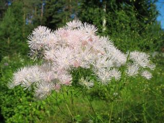 Columbine Meadow Rue blandade frön - Thalictrum aquilegiifolium - 100 frön - Thalictrum aquilegifolium