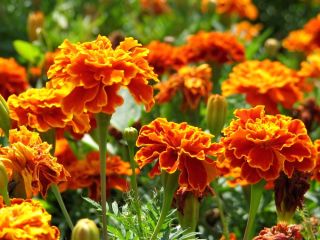 Kis büdöske - Bolero - 350 magok - Tagetes patula L.