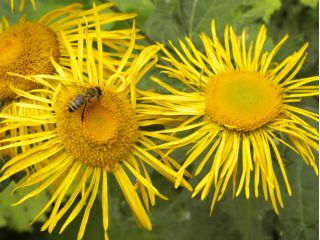 Caucasian Elecampane seeds - Inula orientalis - 140 seeds