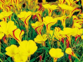 Oxalis, Sauerklee Golden Cape - 2 Zwiebeln