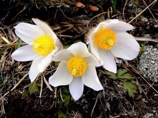 Paste albă Semințe de flori - Anemone pulsatilla - 90 de semințe