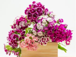 Слатко семе Виллиама - Диантхус барбатус - 900 семена - Dianthus barbatus