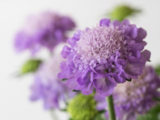 ดอกไม้ Scabiosa ปักดอกไม้ผสมสี 110 เมล็ด - Scabiosa atropurpurea