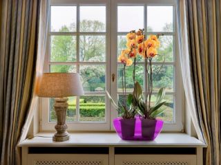 Oval orkide saksı - Luna - 37 cm - Şeffaf mor - 