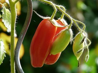 BIO - Greenhouse tomato "Marzano 2" - certified organic seeds - 225 seeds
