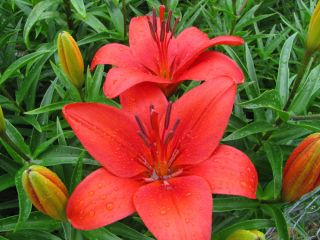 Lelie Sweet Lord - Lilium Sweet Lord