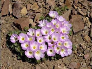 Oxalis Adenophylla - paquet de 5 pièces