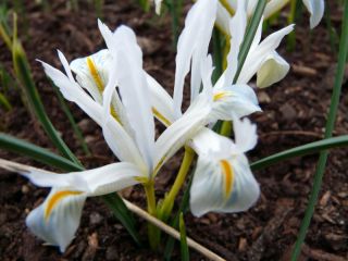 Iris White - 10 bulbs