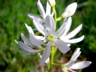 Kamasija - Alba - pakuotėje yra 2 vnt - Camassia