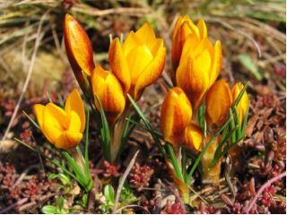  Krokus Zwanenburg Bronze - pakke med 10 stk - Crocus Zwanenburg Bronze