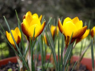  Krokus Zwanenburg Bronze - pakke med 10 stk - Crocus Zwanenburg Bronze