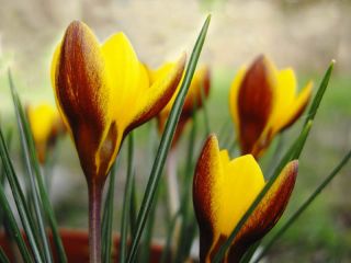  Krokus Zwanenburg Bronze - pakke med 10 stk - Crocus Zwanenburg Bronze