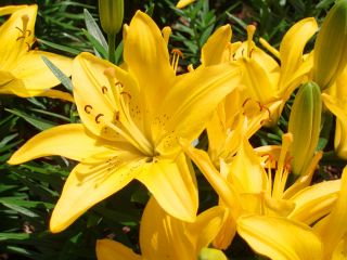 Lilium, Lily Asiatic Yellow