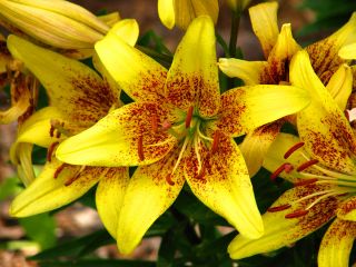 Лилия Азиатская - Latvia - - Lilium Asiatic Latvia