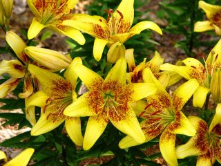 Лилия Азиатская - Latvia - - Lilium Asiatic Latvia