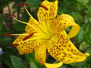 Zambak, Zambak Sarı Tiger - ampul / yumru / kök - Lilium Yellow Tiger