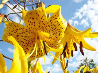 Zambak, Zambak Sarı Tiger - ampul / yumru / kök - Lilium Yellow Tiger