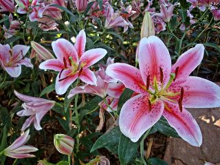 Лилия Mona Lisa - Lilium oriental hybridum Mona Lisa
