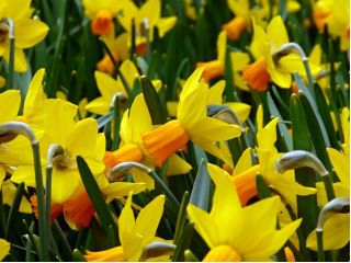 Narcissus Jetfire - Daffodil Jetfire - 5 bulbs