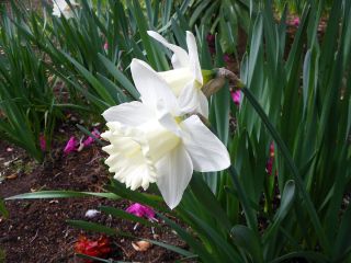 Narcis - Mount Hood - pakket van 5 stuks - Narcissus