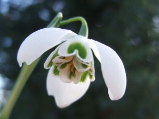 Galanthus nivalis - Flore Pleno - paquet de 3 pièces