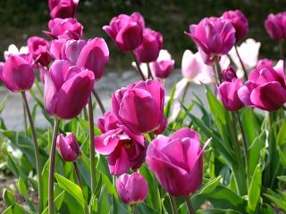 郁金香玫瑰 - 郁金香玫瑰 -  5个洋葱 - Tulipa Rose