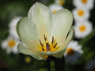 Najčistejšie biele tulipány - Pure White Tulip - 5 kvetinové cibule - Tulipa White Purissima