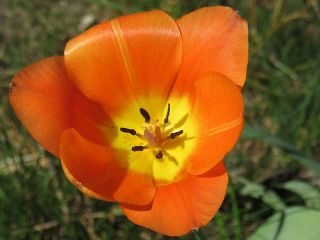 郁金香橙 - 郁金香橙 -  5个洋葱 - Tulipa Orange