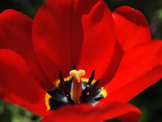 Tulipa Apeldorn  - 郁金香Apeldorn  -  5个洋葱